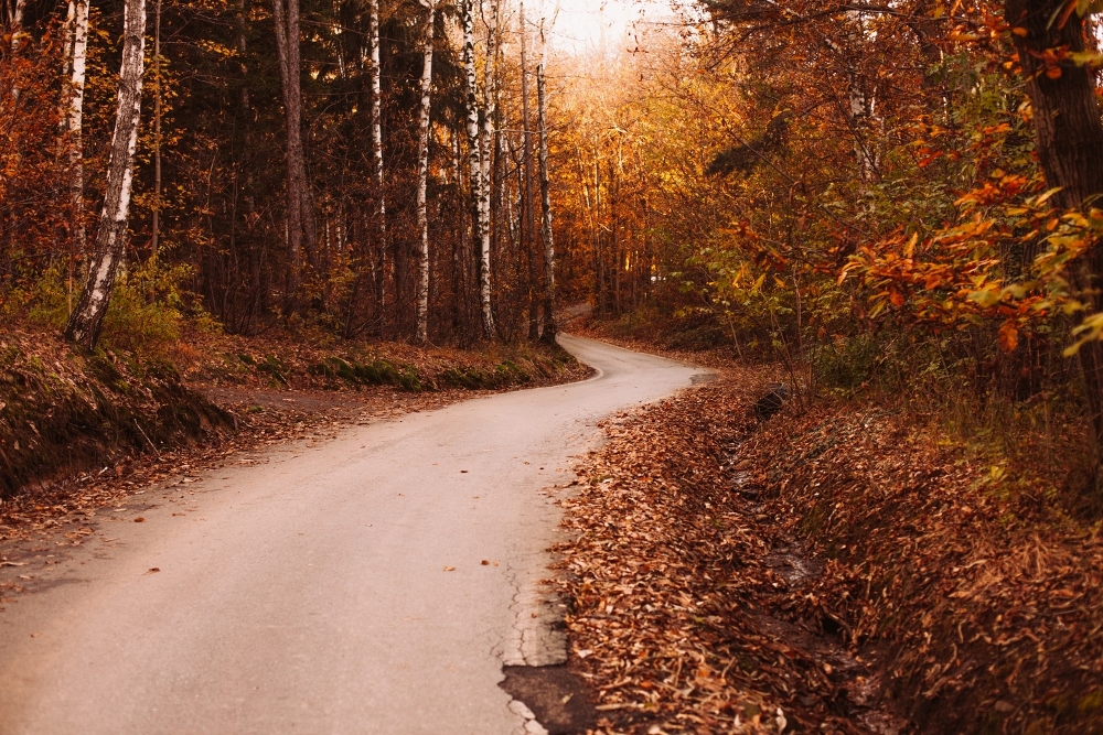 Autumn Road