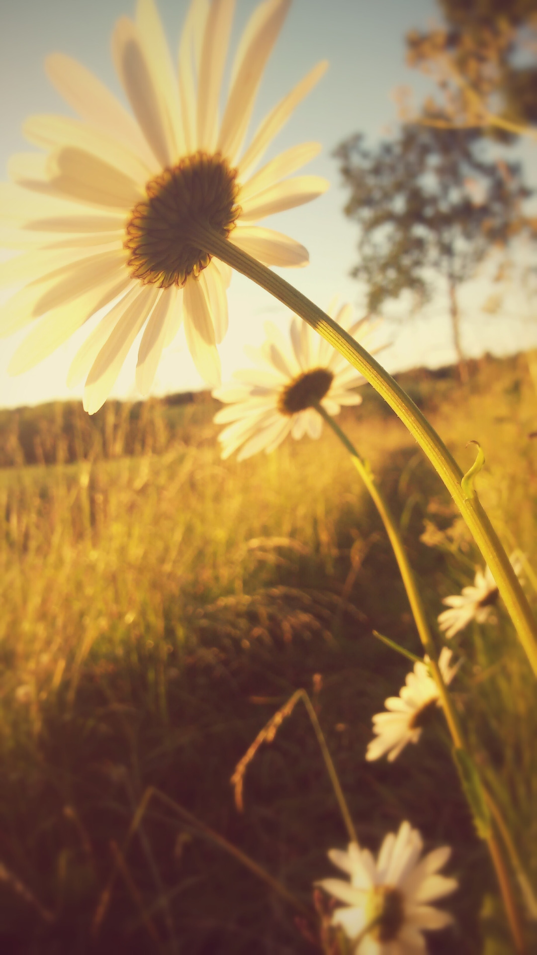 Spring Flower