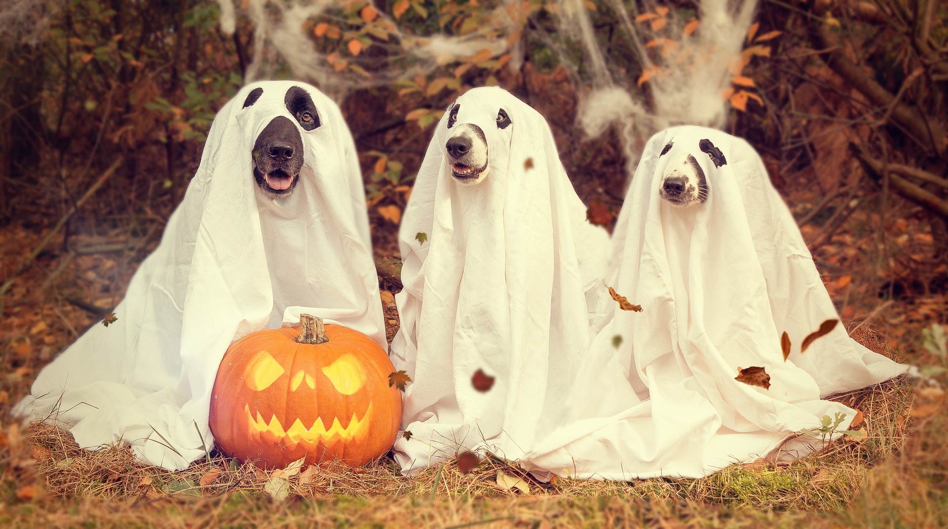 Dogs as Ghosts 